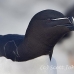 razorbill_msi_h_1296_can0916.jpg